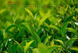 2017年5月清新植物绿茶唯美高清桌面日历壁纸