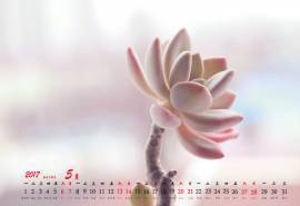 2017年5月日系小清新多肉植物唯美高清日历壁纸