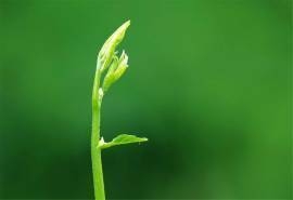绿色嫩芽护眼植物风景桌面壁纸