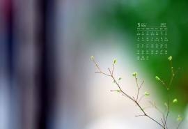 2017年5月春天树梢上的嫩芽植物日历壁纸