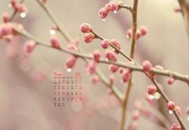 2017年5月春天树梢上的嫩芽植物高清日历壁纸
