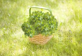 2017年5月清新护眼四叶草植物高清日历壁纸