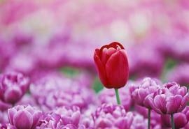 芬芳郁金香高清桌面壁纸