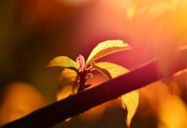 阳光下的嫩芽高清桌面壁纸