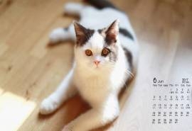 2017年6月可爱小猫日历壁纸