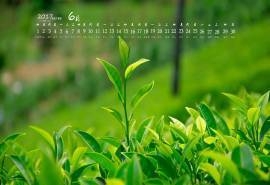 2017年6月翠绿茶叶高清日历壁纸