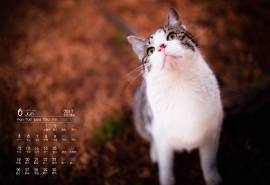 2017年6月治愈系萌小猫高清日历壁纸
