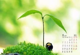 2017年6月生机勃勃的嫩芽风景日历壁纸