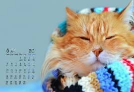 2017年6月小猫猫可爱卖萌高清桌面日历壁纸