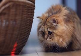 可爱呆萌小猫咪高清桌面壁纸