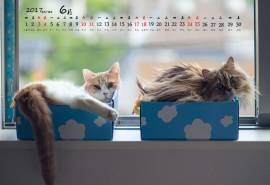 2017年6月可爱呆萌小猫咪高清桌面日历壁纸