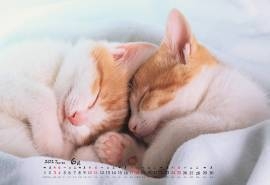2017年卖萌的小猫咪高清桌面日历壁纸