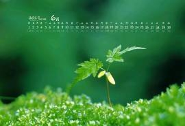 2017年6月清新嫩芽高清日历壁纸