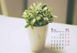 2017年6月日系小清新花朵高清日历壁纸