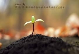 207年7月唯美绿色护眼植物嫩芽高清日历壁纸