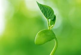 小清新绿色嫩芽摄影高清宽屏壁纸