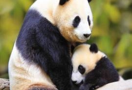 国宝熊猫高清桌面壁纸