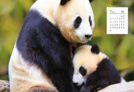 2017年7月国宝熊猫高清日历壁纸