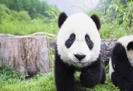 大熊猫高清桌面壁纸