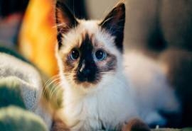 可爱萌宠小猫喵星人高清桌面壁纸