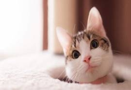 可爱萌宠小猫高清喵星人桌面壁纸