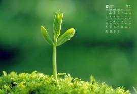 2017年8月小清新植物嫩芽唯美高清桌面日历壁纸