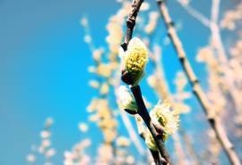 绿色小清新植物嫩芽唯美高清桌面壁纸
