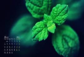 2017年8月绿叶嫩芽高清电脑桌面日历壁纸