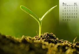 2017年8月小清新嫩芽绿色护眼日历壁纸