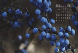 2017年8月甜美蓝莓小清新高清桌面日历壁纸
