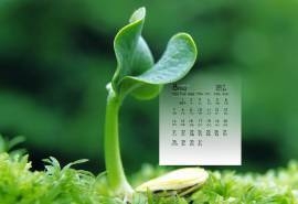 2017年8月清新嫩芽绿色护眼高清日历壁纸