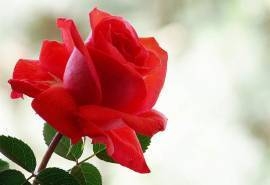 七夕情人节唯美玫瑰花高清桌面壁纸