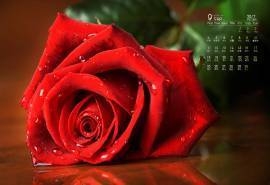 2017年9月七夕节浪漫玫瑰花唯美高清日历壁纸