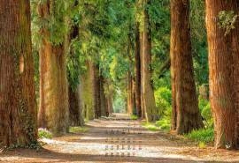 2017年9月唯美森林绿荫小清新桌面日历壁纸