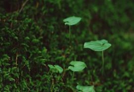 清新植物嫩芽微距摄影高清宽屏桌面壁纸