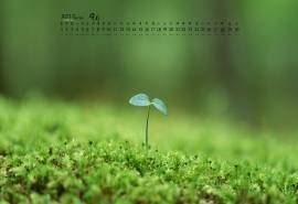 2017年9月清新植物嫩芽微距摄影高清日历壁纸