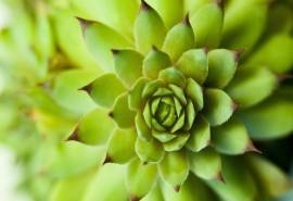 绿色清新的多肉植物微距摄影高清宽屏桌面壁纸