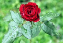 妖艳红玫瑰花高清唯美图片桌面壁纸