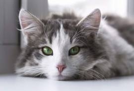 软萌可爱的小猫咪高清图片桌面壁纸