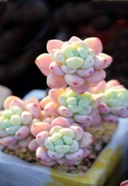 粉嫩漂亮的多肉植物唯美高清手机壁纸
