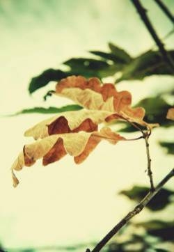 枫叶清新意境风景图片手机壁纸
