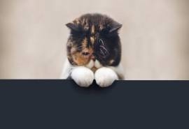 可爱的小猫图片高清宽屏桌面壁纸