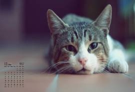 2017年12月可爱的小猫图片高清日历壁纸