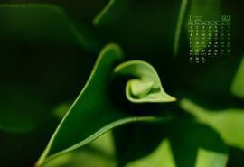 2018年1月小清新养眼植物嫩芽唯日历壁纸