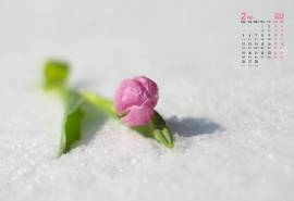 2018年2月馨香馥郁的郁金香图片高清日历壁纸