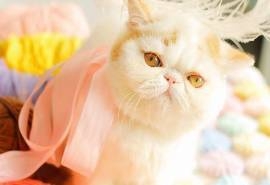 可爱萌宠小猫咪图片桌面高清电脑壁纸