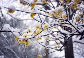 苏州拙政园唯美冬日雪景高清桌面壁纸