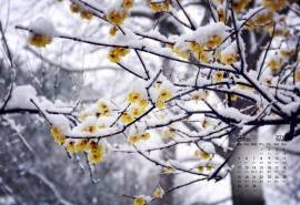 2018年2月苏州拙政园唯美冬日雪景高清日历壁纸