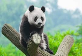 可爱的国宝大熊猫图片高清宽屏壁纸