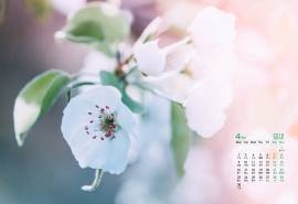 2018年4月唯美纯白梨花小清新高清日历壁纸